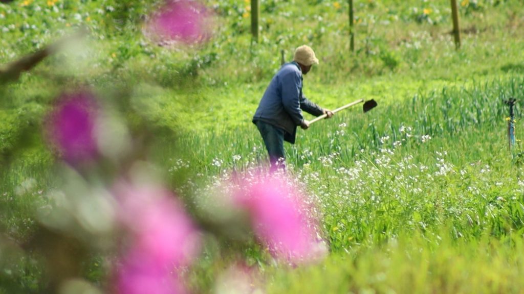 São Paulo se aproxima de mil mulheres beneficiadas com crédito rural exclusivo para produtoras