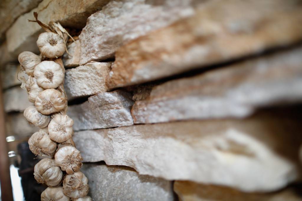 Valor da produção de alho em Goiás cresce 210% na última década