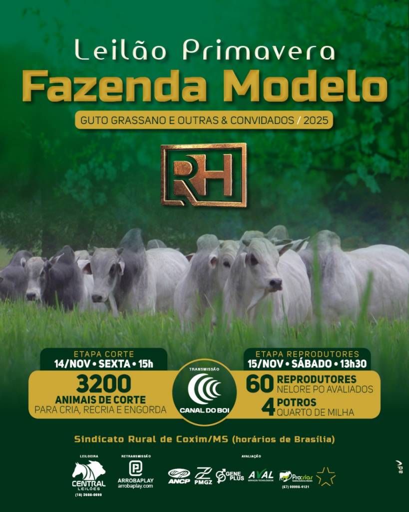 Leilão Primavera Fazenda Modelo Guto Grassano - Etapa Touros hoje no Canal do Boi 