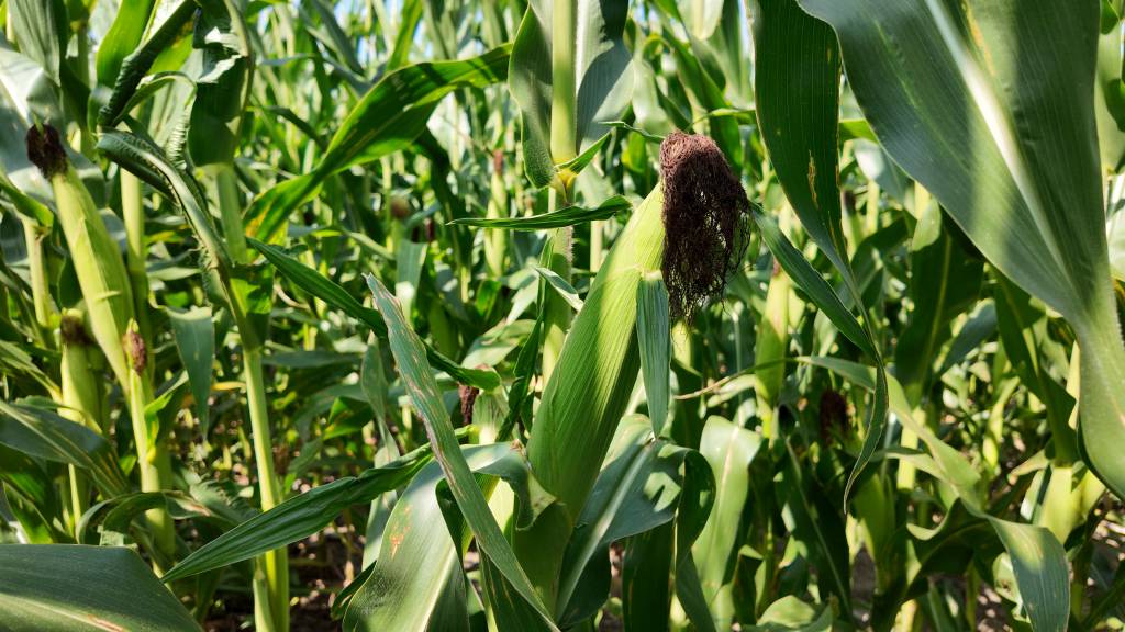 Grãos que alimentam o mundo: o papel estratégico da soja e do milho na cadeia de proteína animal