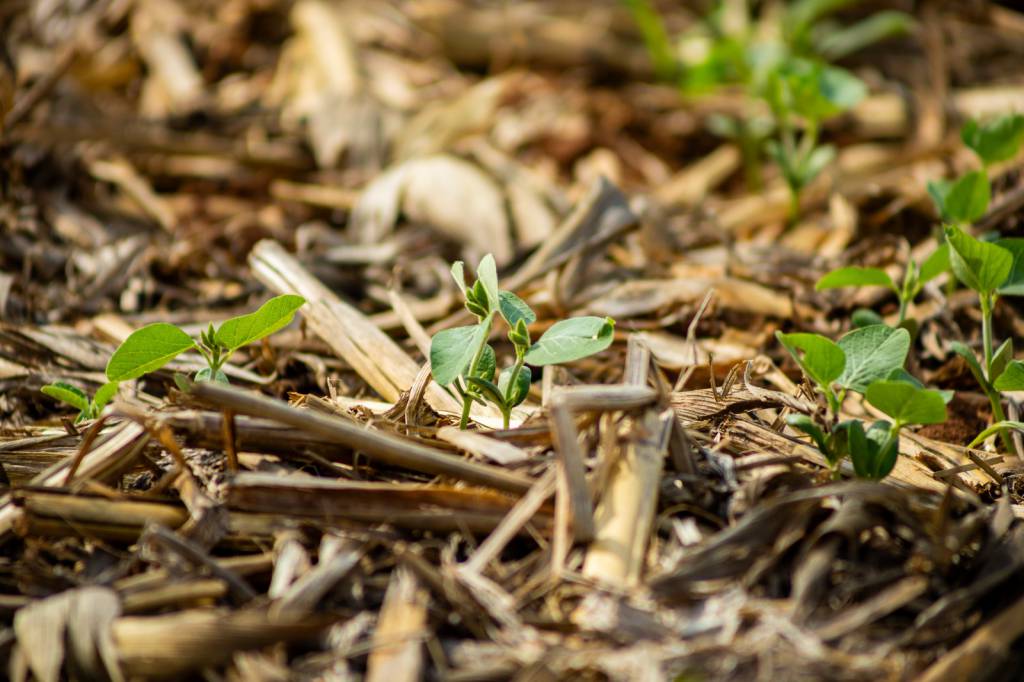 Aprosoja MT alerta que atraso nas chuvas pode prejudicar o andamento da safra 25/26 de soja
