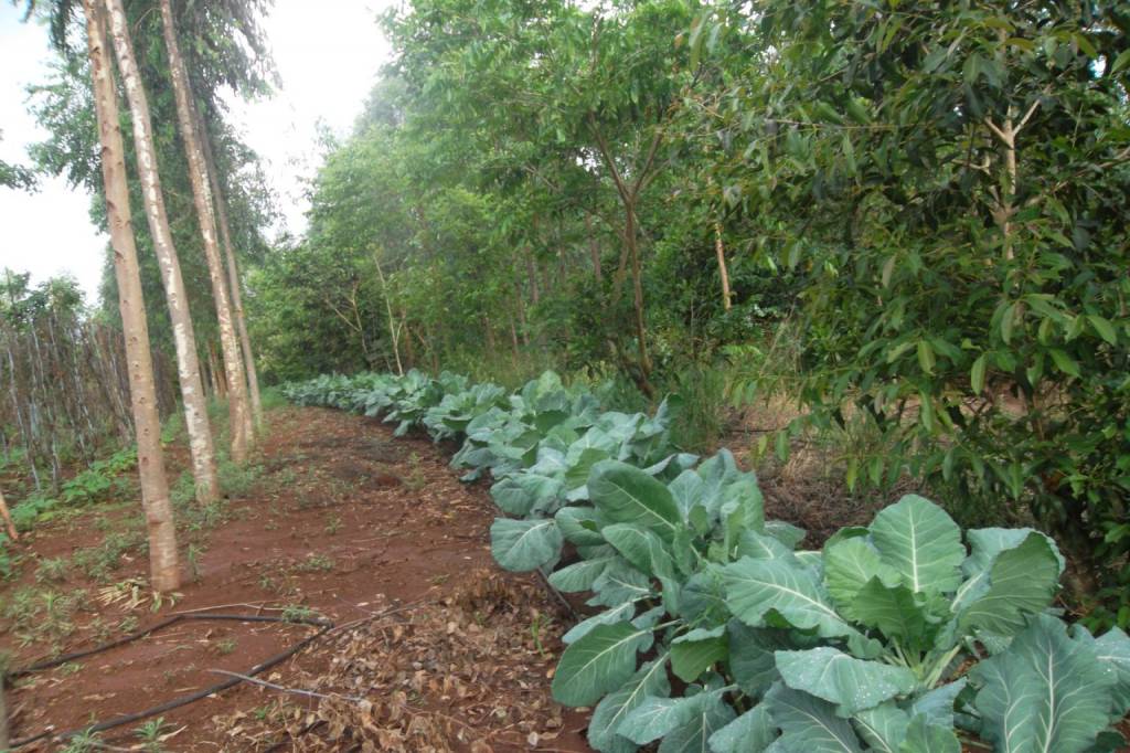 Governo de MS realiza treinamento em Sistemas Agroflorestais para inserir agricultura familiar no mercado de créditos de carbono