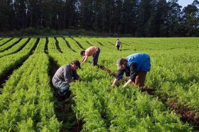 Agricultores familiares de Santa Catarina garantem mercado para mais de 300 toneladas de alimentos com apoio da Conab