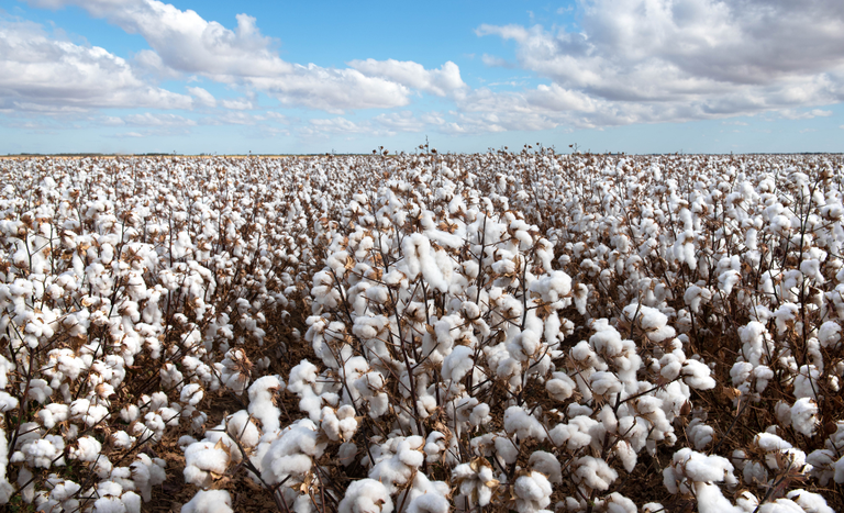 Agro cresce mais de 10% no segundo trimestre de 2025