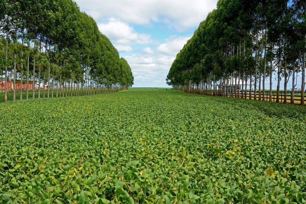 Estudo comprova viabilidade financeira de sistemas agroflorestais no Cerrado