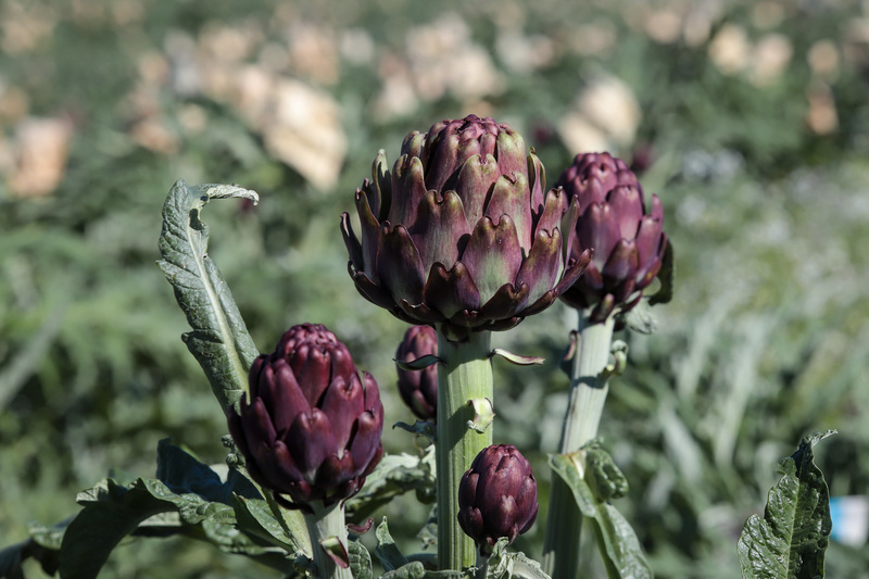 Alcachofra paulista floresce como destaque nacional