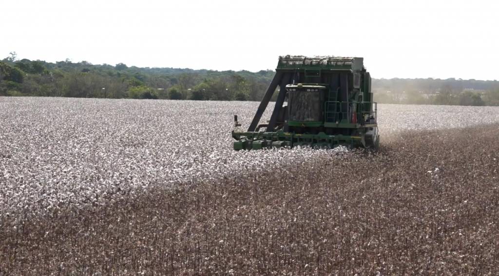 Brasil deve colher 3,6 milhões de toneladas de algodão em pluma na safra 2023/24,