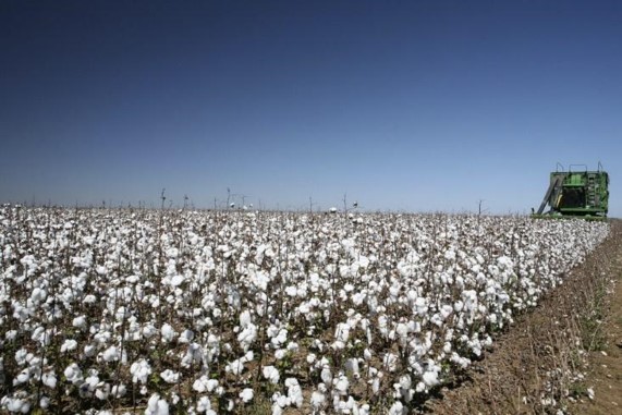 Queda nos preços do algodão em pluma reflete desvalorização externa e recuo do dólar