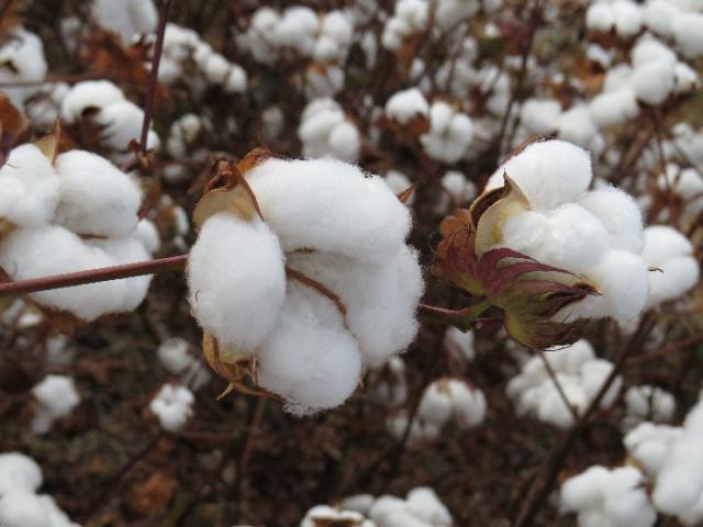 Com o fim do vazio sanitário do algodão, produtores iniciam plantio em Mato Grosso do Sul