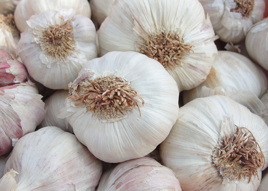 Cultura do alho ganha zoneamento de risco climático