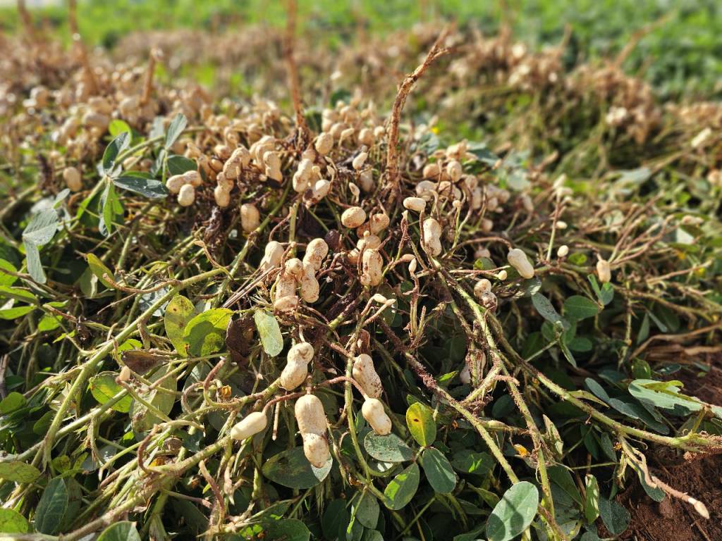 Valor Bruto da Produção Agropecuária de MS cresce 23,6% e atinge R$ 76,3 bilhões