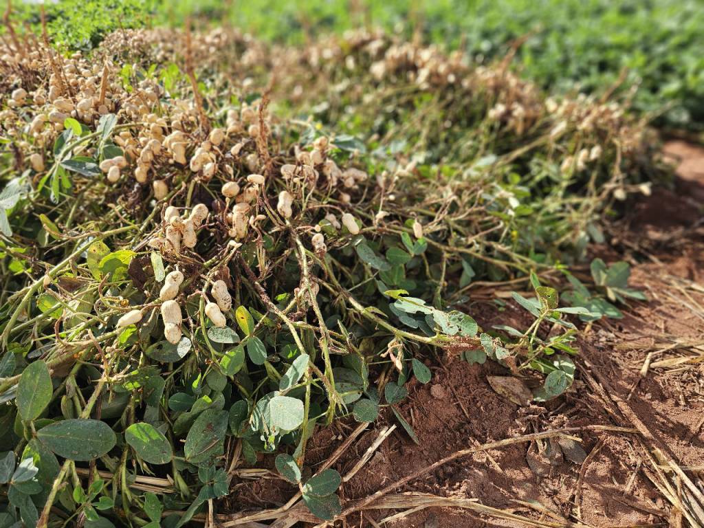 Safra total de grãos no Estado de MS cresce 18,5% com destaque na produção de amendoim e sorgo