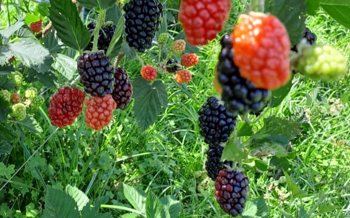 Produção de amora e exportação de proteínas animais avançam no Paraná, indica boletim do Deral