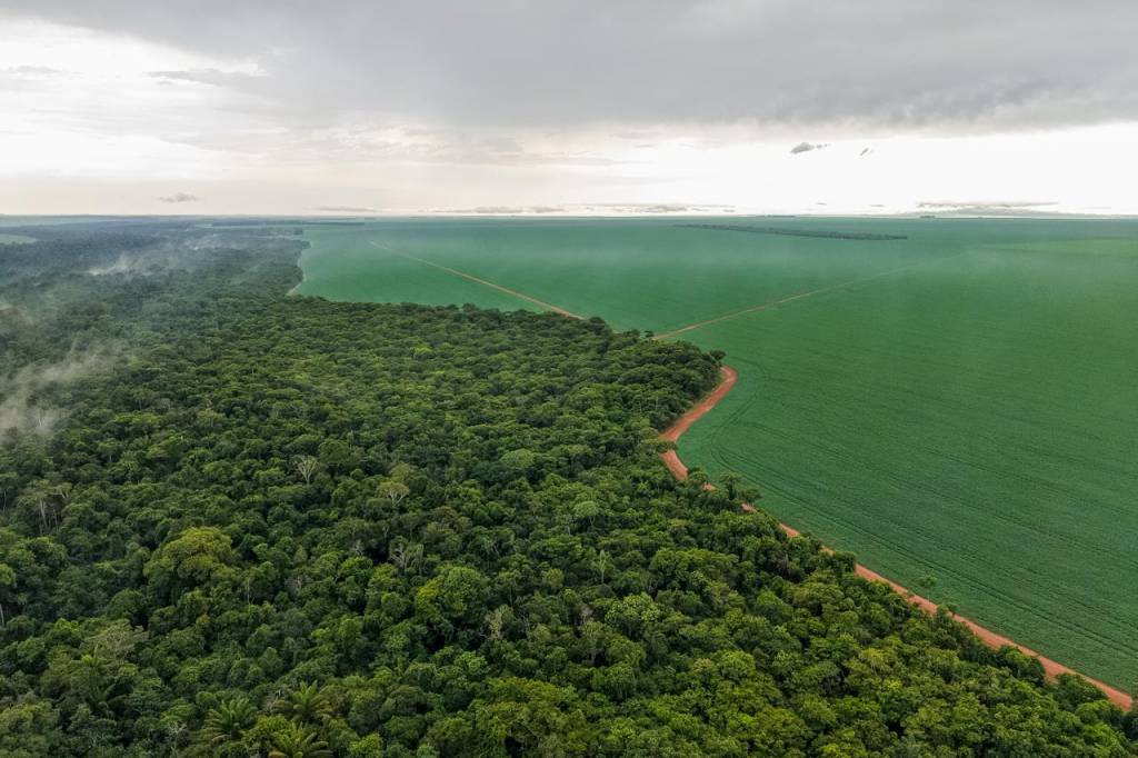 Plantio direto minimiza impactos da falta de chuva nas lavouras do oeste de Mato Grosso