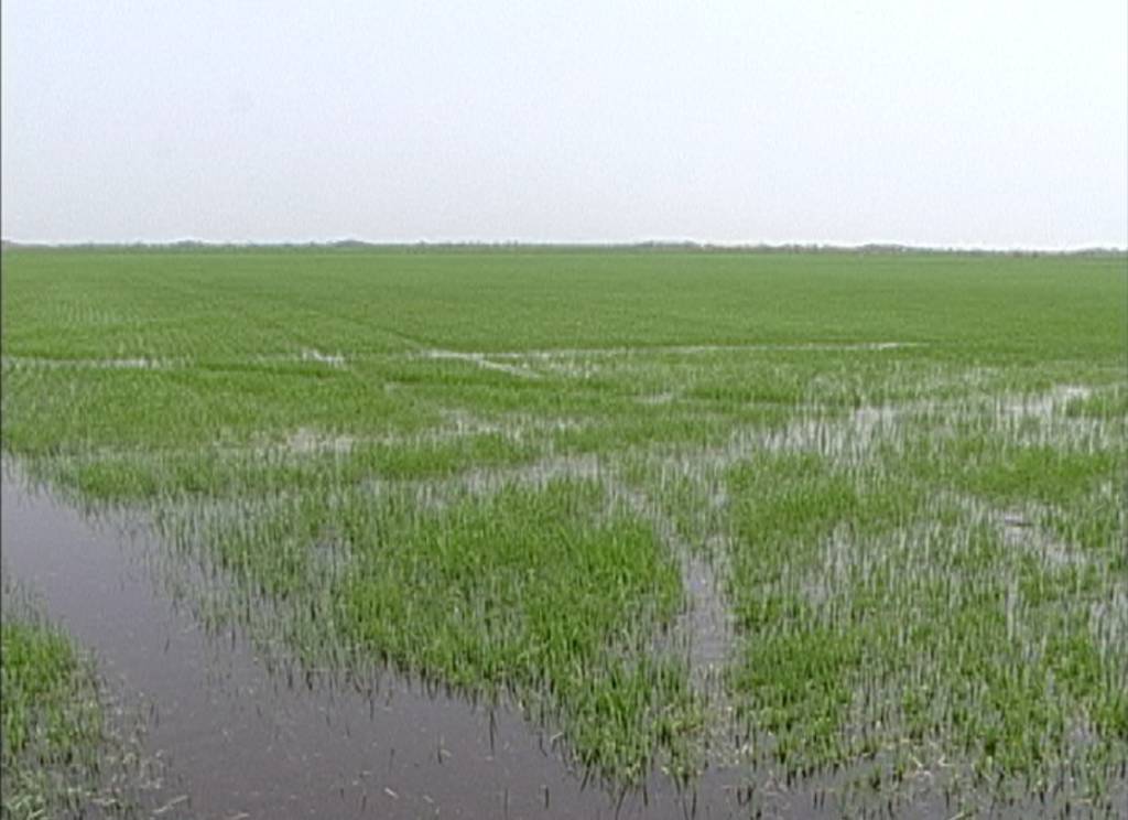 Fortes chuvas no RS travam negociações de arroz