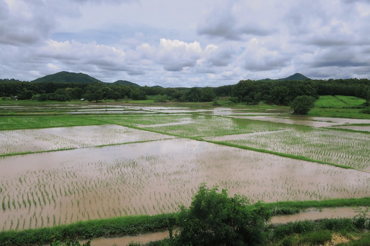 Colheita do arroz está praticamente concluída no RS