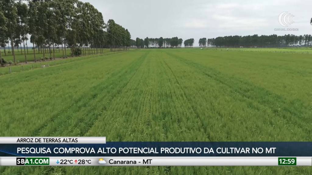 Pesquisa comprova potencial produtivo do arroz de terras altas no Mato Grosso