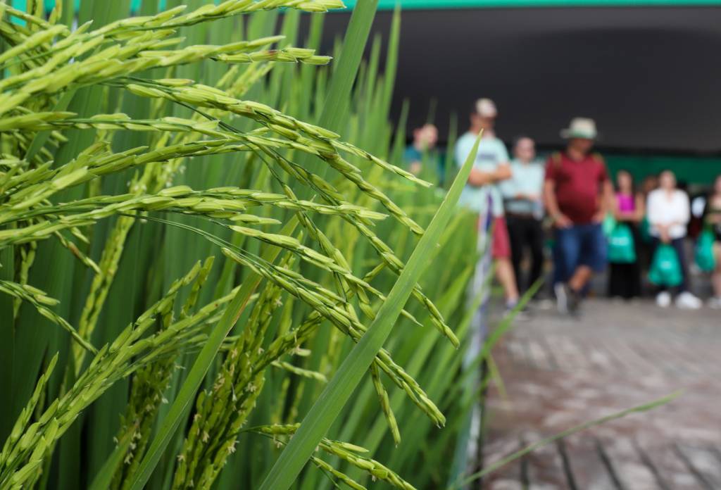 Abertas inscrições para a 36ª Abertura Oficial da Colheita do Arroz e Grãos em Terras Baixas