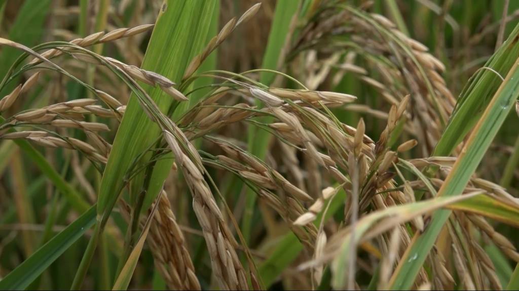 Ritmo de negócios segue lento no mercado de arroz em casca