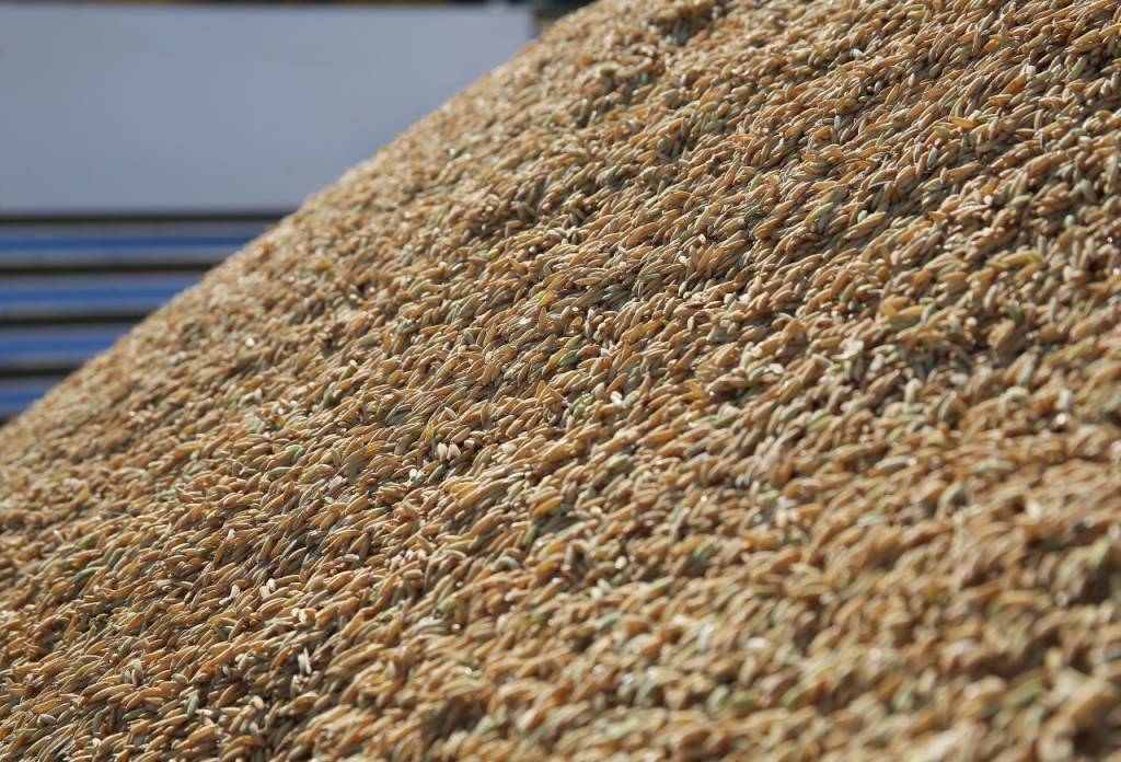 Exportação de arroz requer atenção a requisitos de qualidade e prazos de pagamento