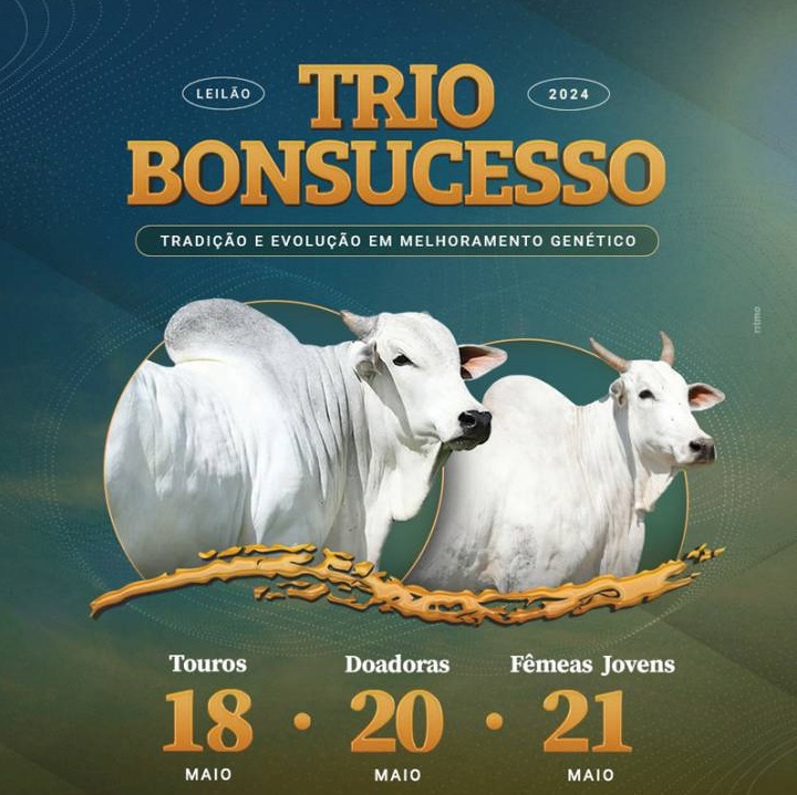 Leilão Trio Bonsucesso - Etapa Fêmeas Jovens hoje às 19h no Canal do Boi