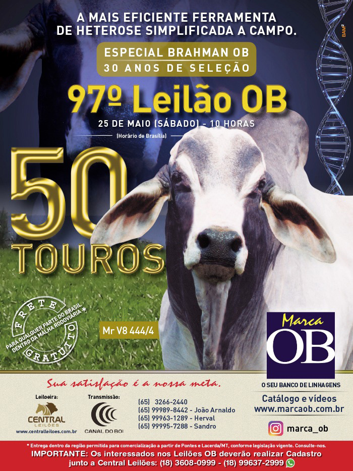 97° Leilão OB - Etapa Touros Brahman hoje às 10h no Canal do Boi
