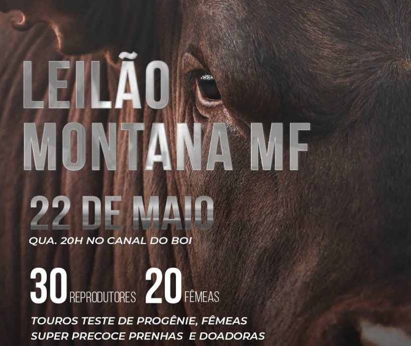 Leilão Virtual Montana MF hoje às 20h no Canal do Boi