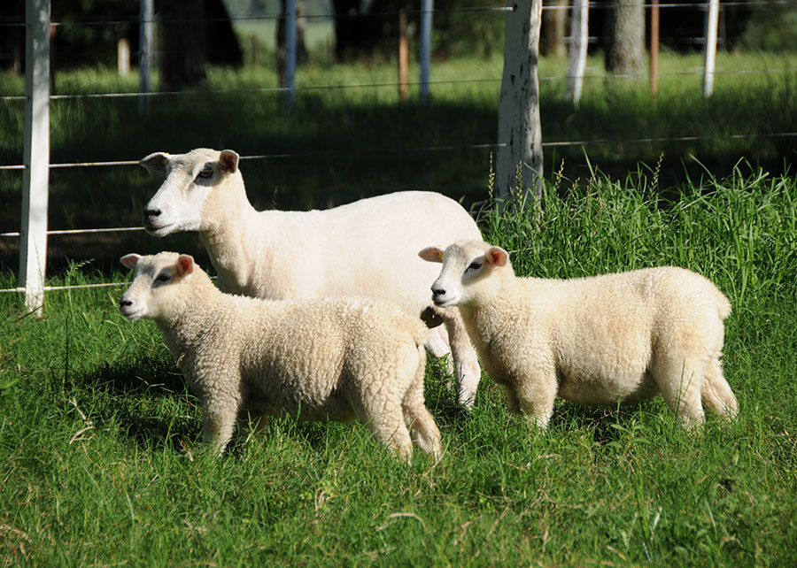 Melhoramento genético impulsiona criação da “ovelha do futuro”