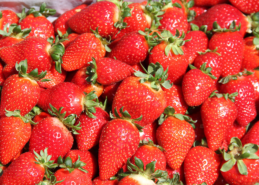 Cultivar Fênix dobra a produção de mudas de morangueiro em dois anos e avança no País