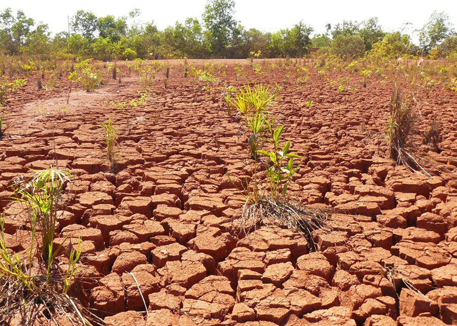 Bioinsumo atende mais de 30 espécies florestais e amplia restauração ecológica