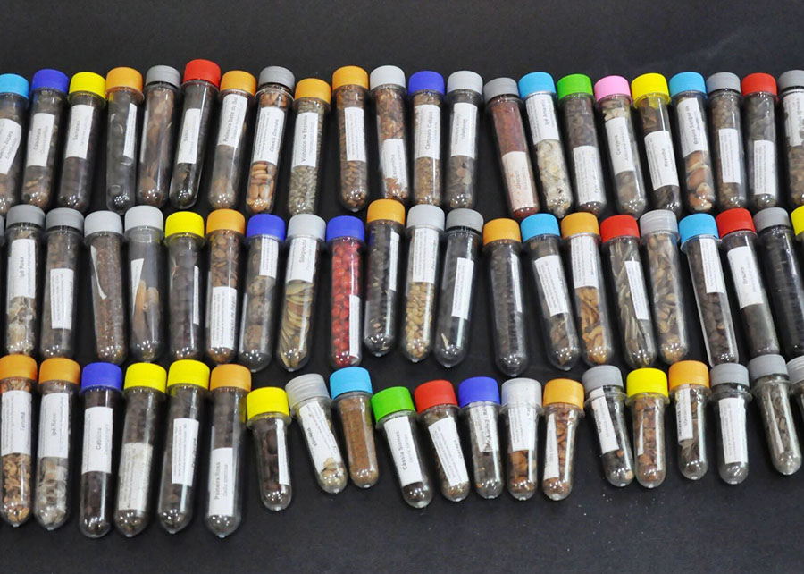 Pesquisa investe em sementes florestais para restaurar três biomas brasileiros