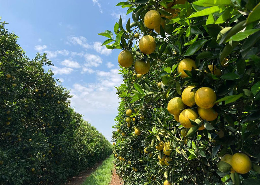 Cana e laranja ganham novas regiões de concentração da produção