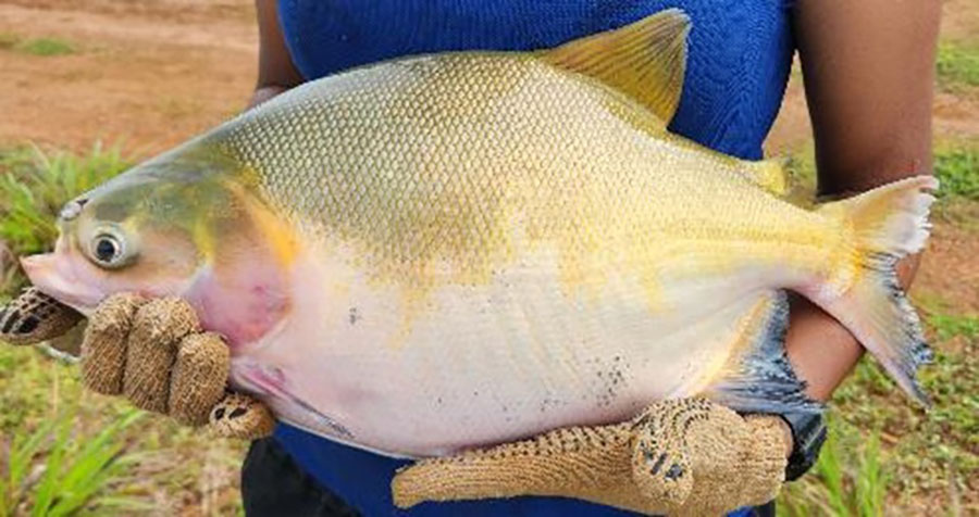 Integração de espécies eleva produtividade e reforça sustentabilidade na piscicultura amazônica