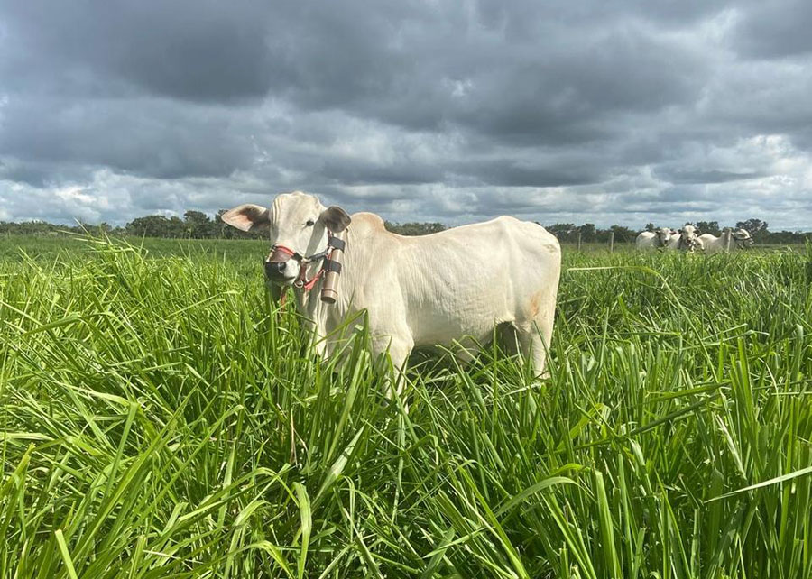 Consórcio de gramíneas com leguminosas em ILP eleva ganho de peso de bovinos e reduz emissões de metano