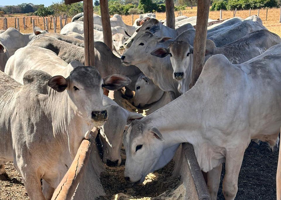 Dieta de alta energia aumenta, em mais de 20%, a produção de embriões bovinos