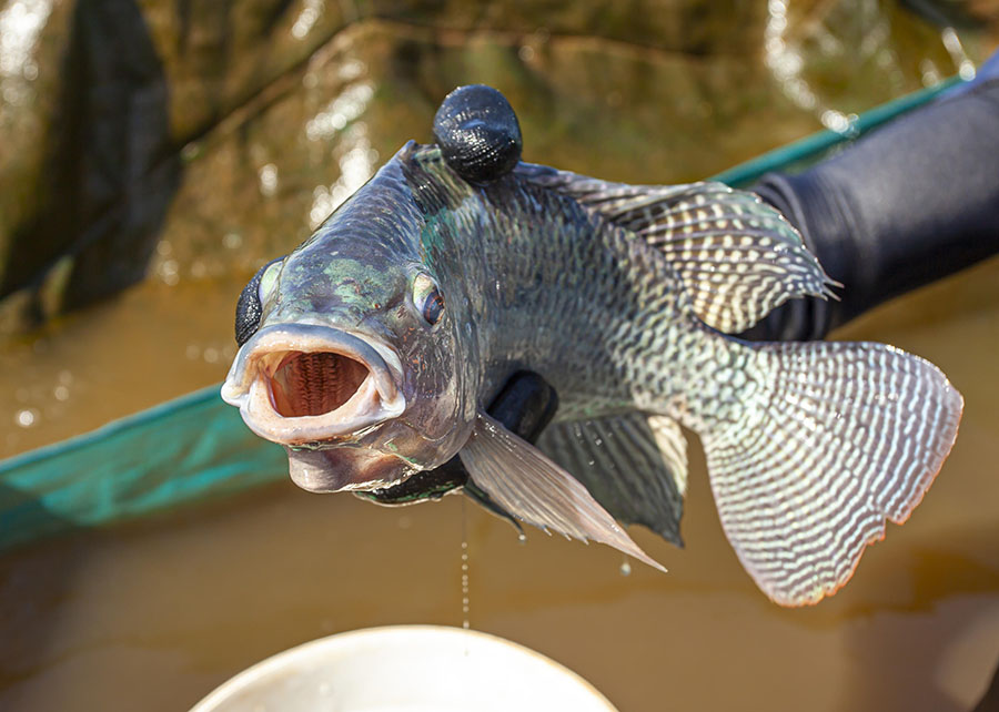 Estudo aponta oportunidades para produtores brasileiros no mercado internacional de tilápia