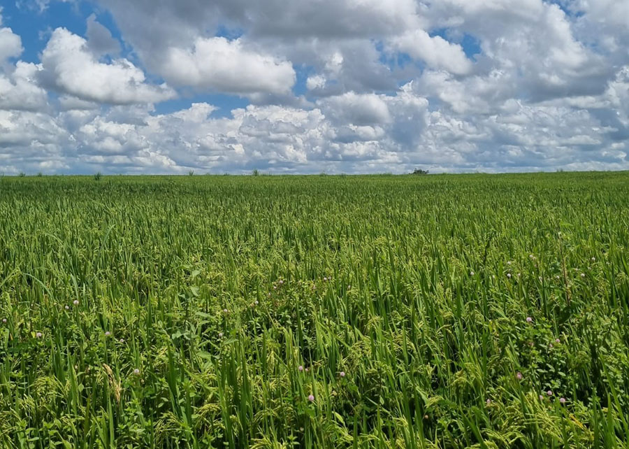 Há 80% de chance de sucesso para plantio de arroz irrigado em grande parte do Tocantins 