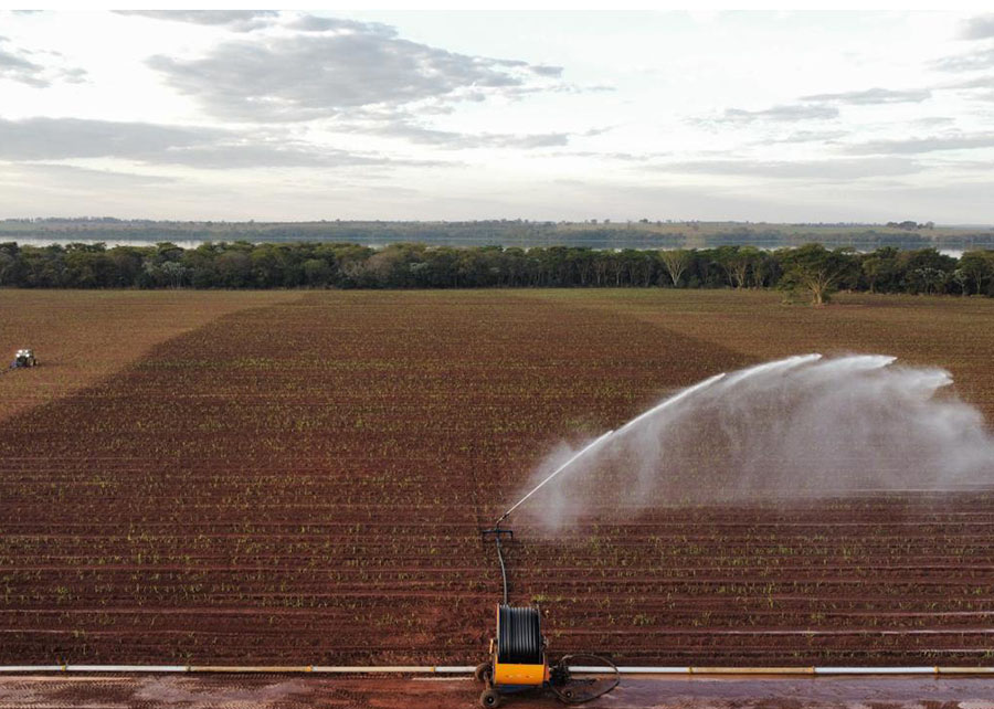 Cana-de-açúcar pode garantir energia elétrica em época de seca, diz estudo da Embrapa