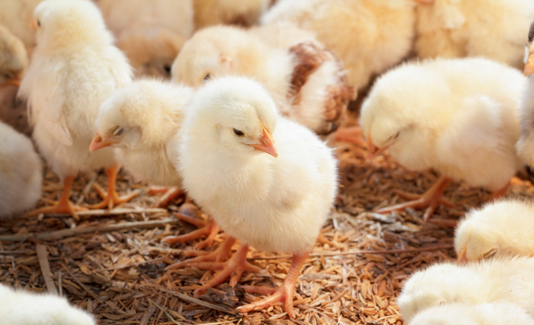 Abertura de seis novos mercados para o Brasil em Burkina Faso