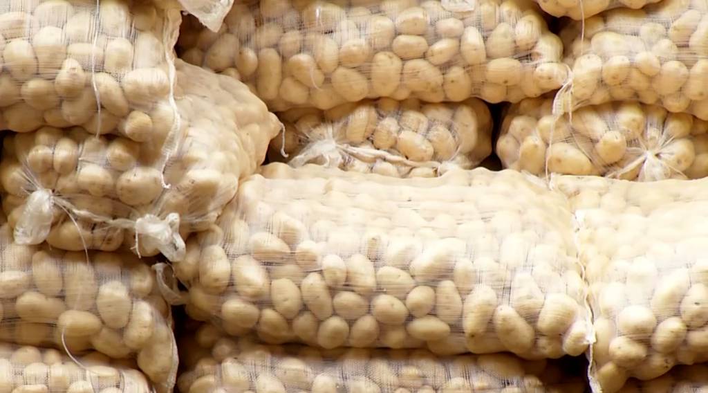 Preços da batata seguem em alta