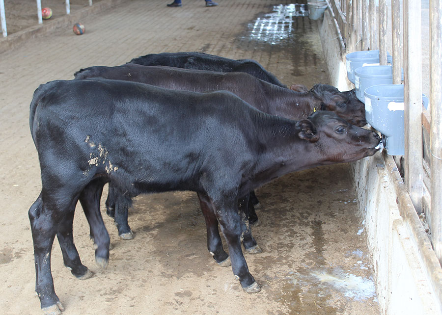 Bezerros geneticamente editados nascem pela primeira vez no Brasil