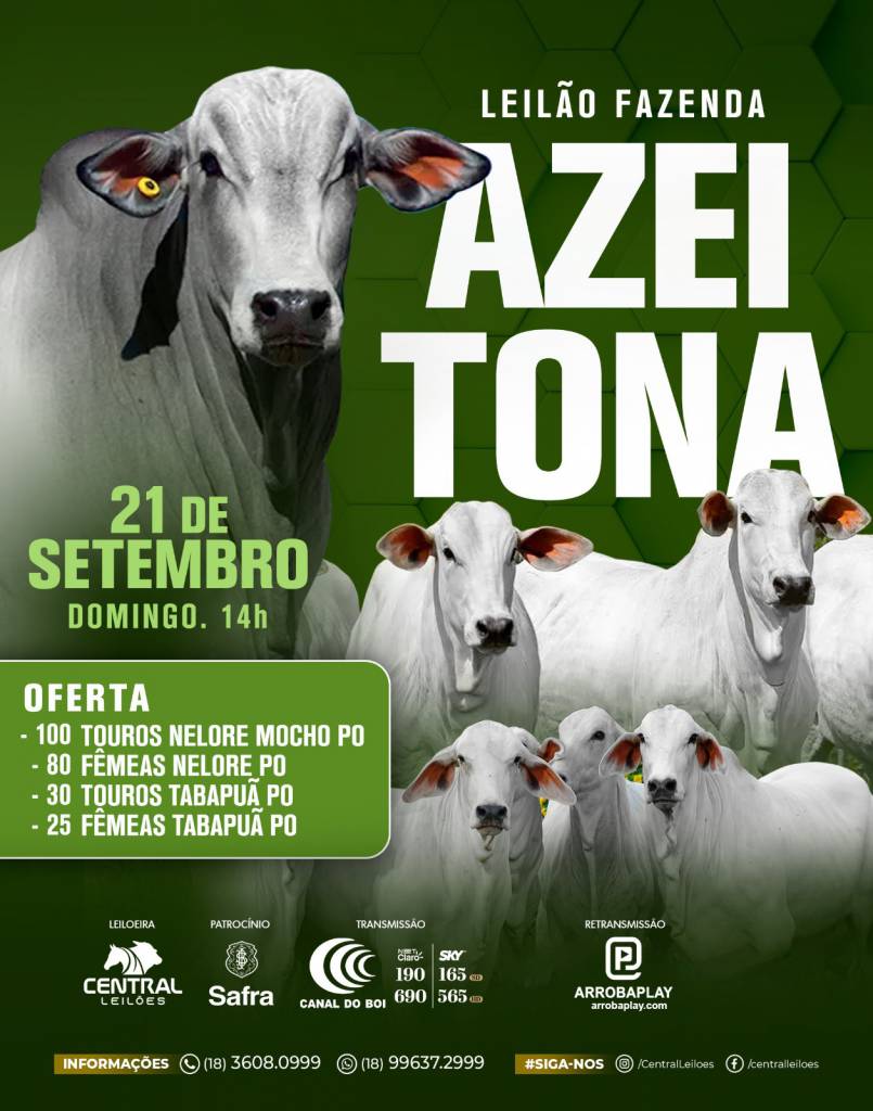 Leilão Fazenda Azeitona hoje às 14h no Canal do Boi 