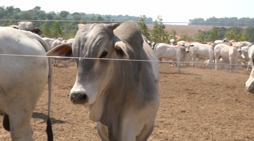 Mercado do boi gordo em alta na maioria das praças pecuárias