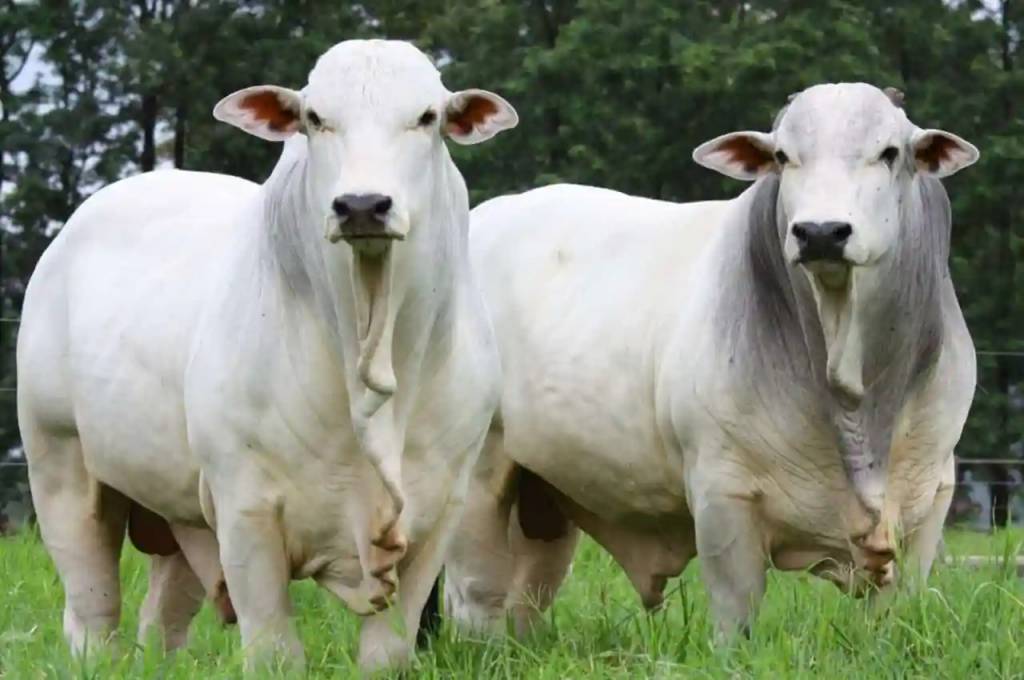 Preços do boi e da carne seguem firmes com demanda elevada e oferta restrita