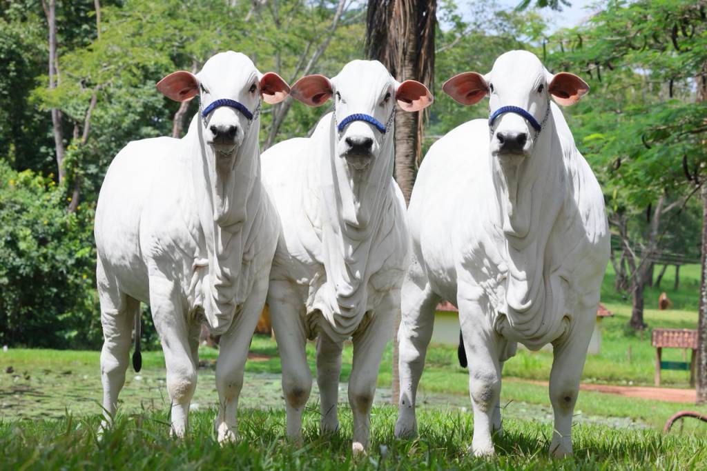 Seapa promove agenda internacional durante o Goiás Genética