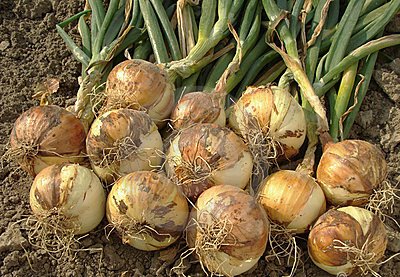 Brasil abre mercado do Marrocos, Iraque e Cingapura para feno e da Argentina a bulbos de cebola