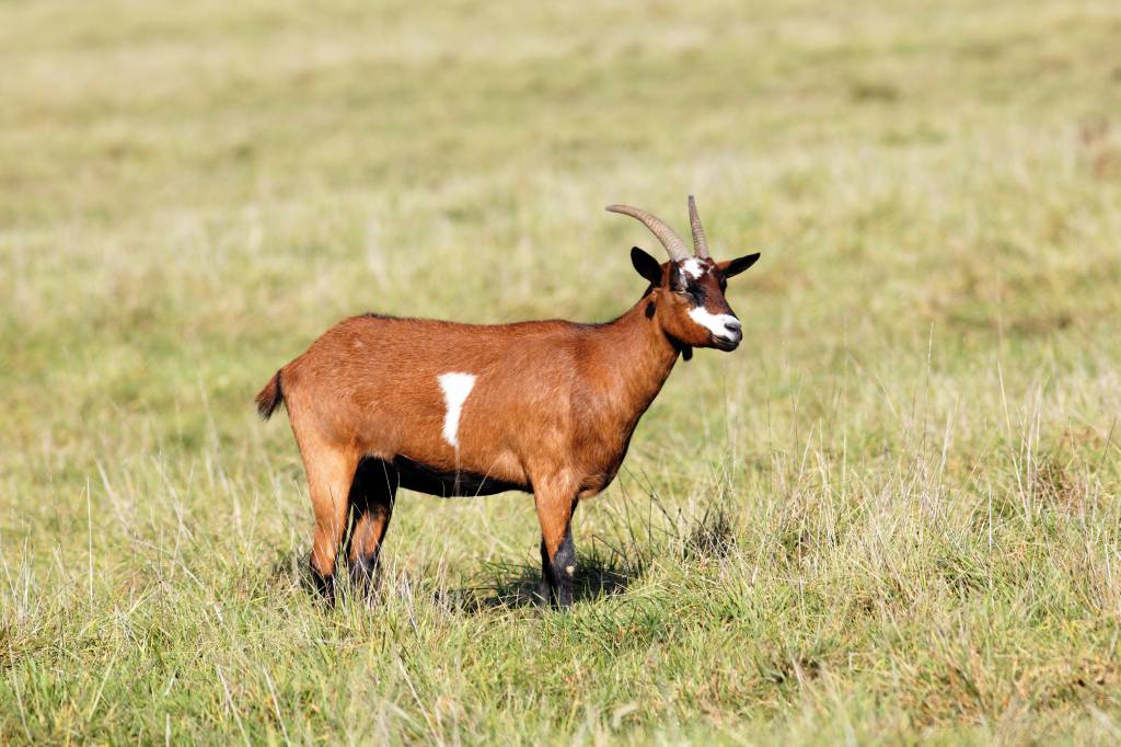 Defesa agropecuária barra patas de animais com risco de introdução de aftosa no país