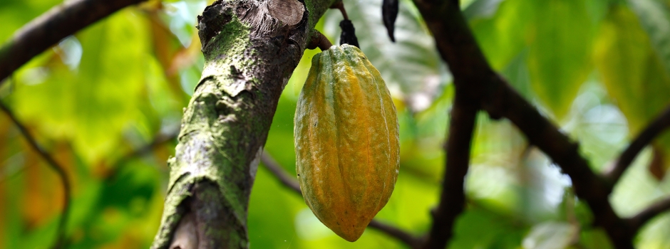 Levantamento inédito da Emater aponta área plantada de 480 hectares de cacau em Minas