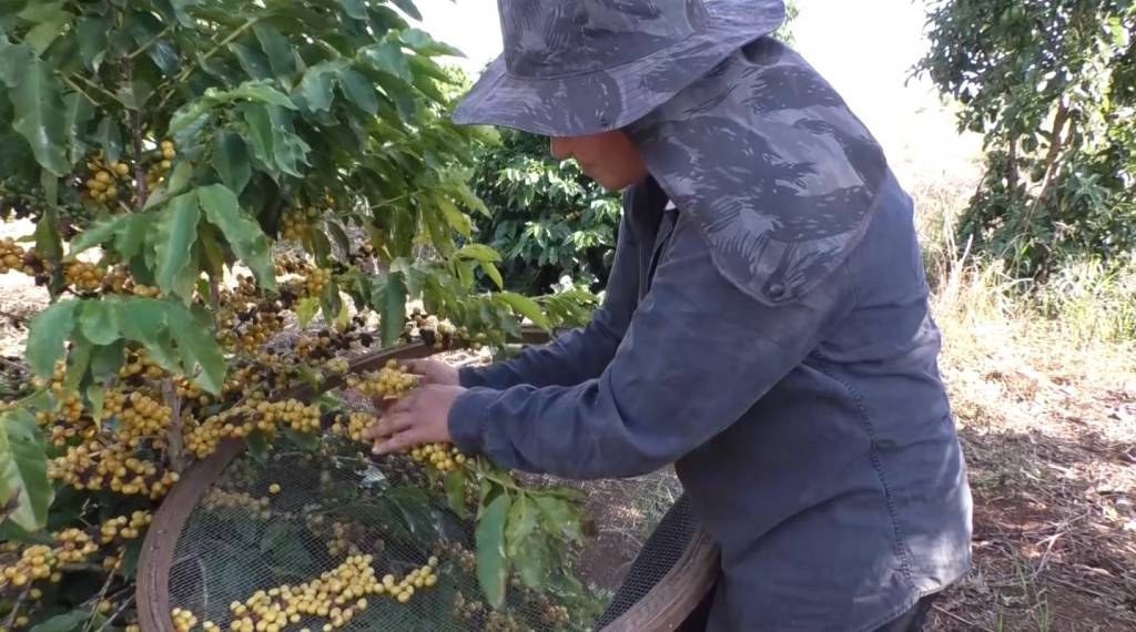 Colheita de café atinge 17,8% na área de atuação da Cooxupé