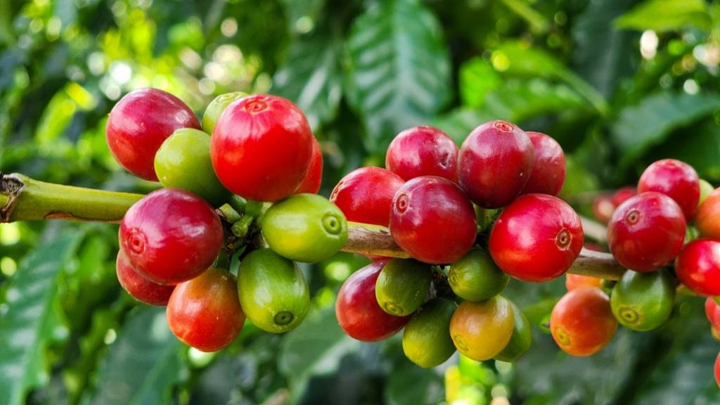 Exportações do agro mineiro alcançam o recorde de US$ 18,1 bilhões